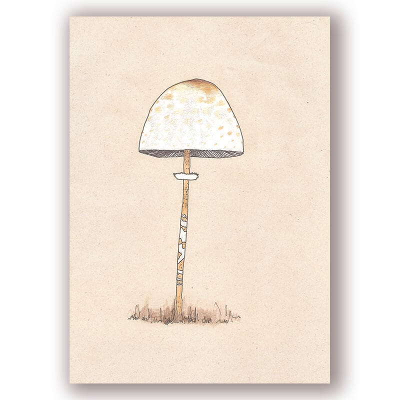 Cuaderno Hongo macrolepiota