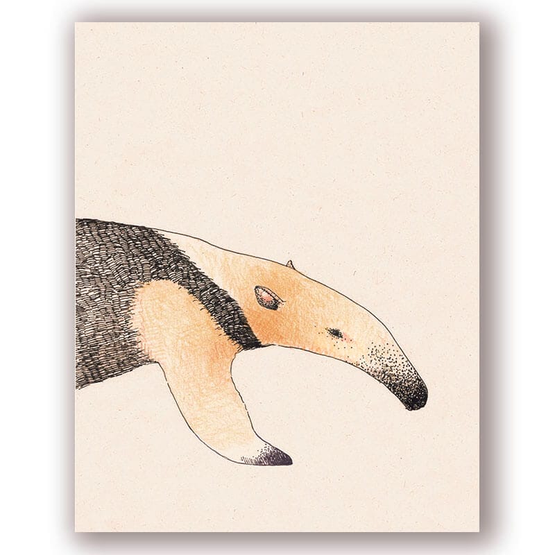 Cuaderno Oso melero