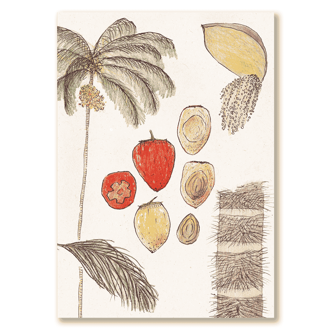 Cuaderno Chontaduro