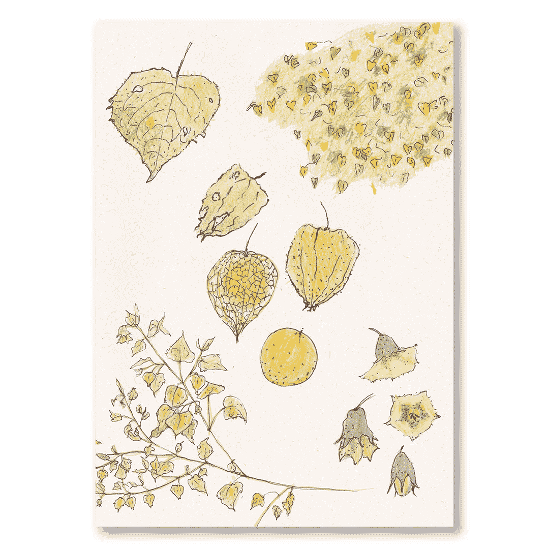 Cuaderno Uchuva
